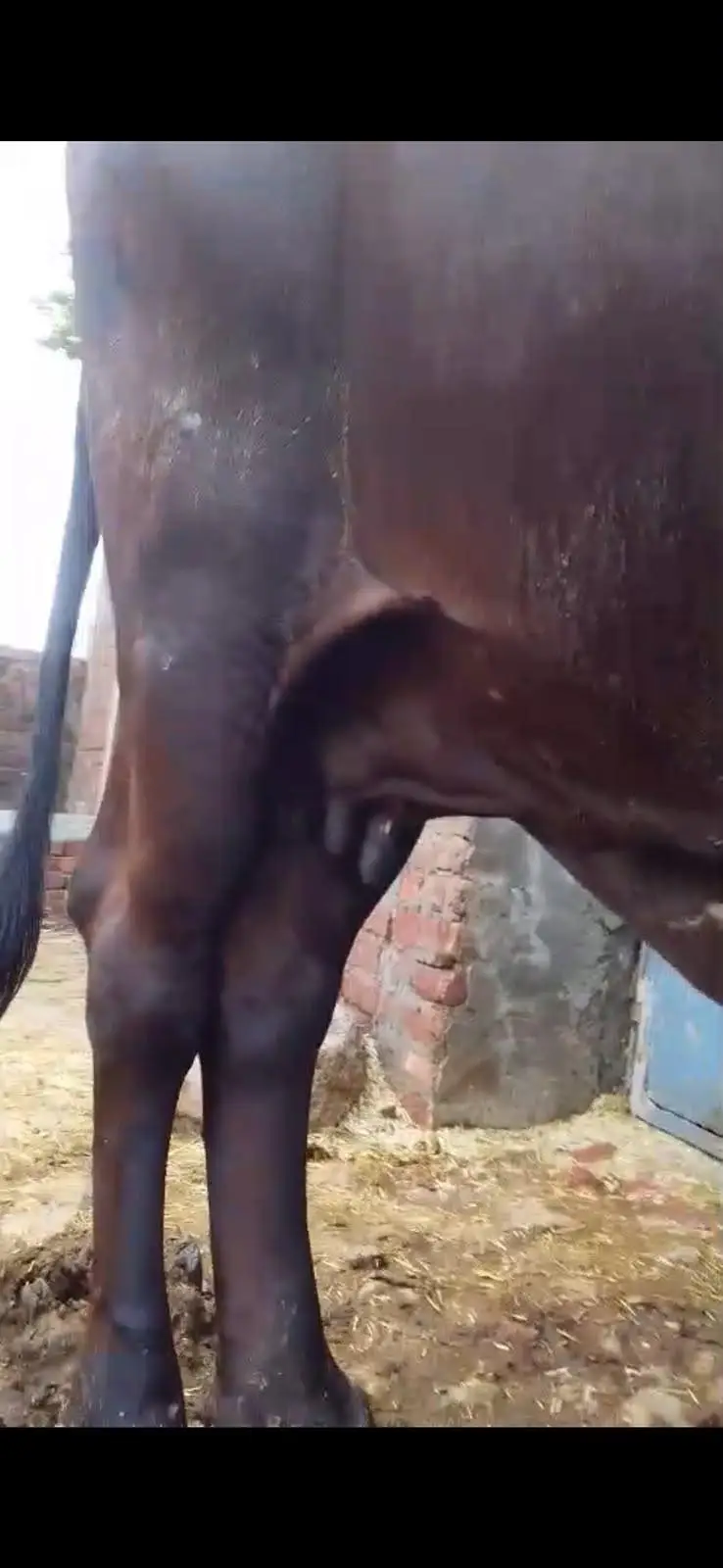8 Month pregnant Fressisn cholistsni cow — photo 4