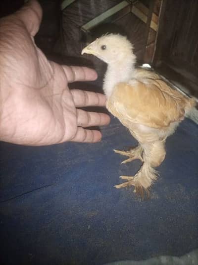 good qulite. homee breed