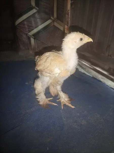 good qulite. homee breed — photo 2