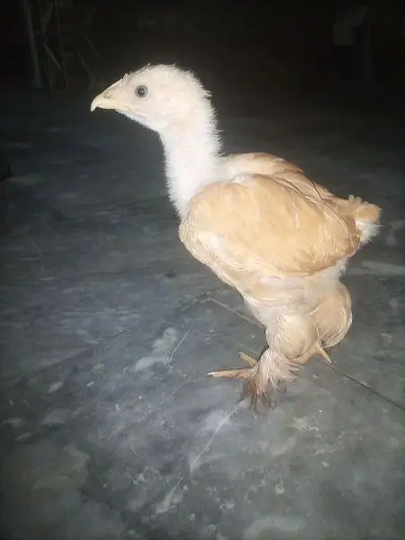 good qulite. homee breed — photo 3