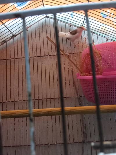 banglies finche breeder male