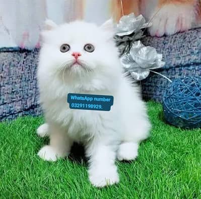 Persian cat for sale 2 month age vaccinated delivery All Pakistan