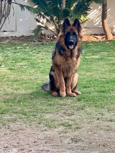 German shepard male long stock hair pedigree