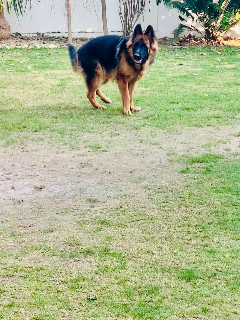 German shepard male long stock hair pedigree — photo 2