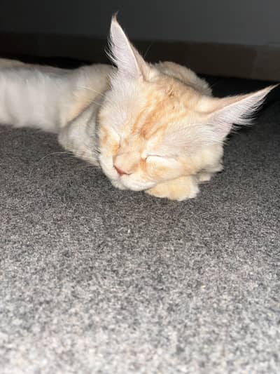 ginger white Persian cat for sale