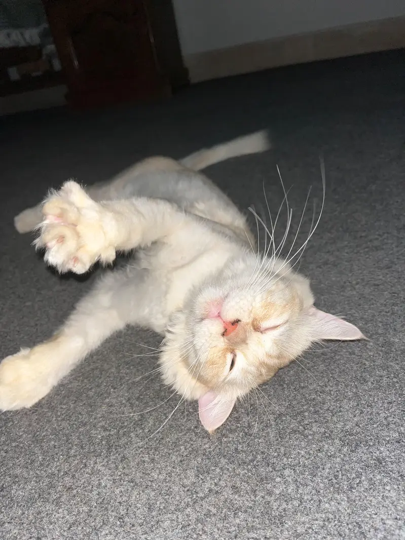 ginger white Persian cat for sale — photo 3