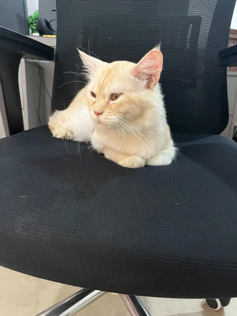 ginger white Persian cat for sale — photo 4