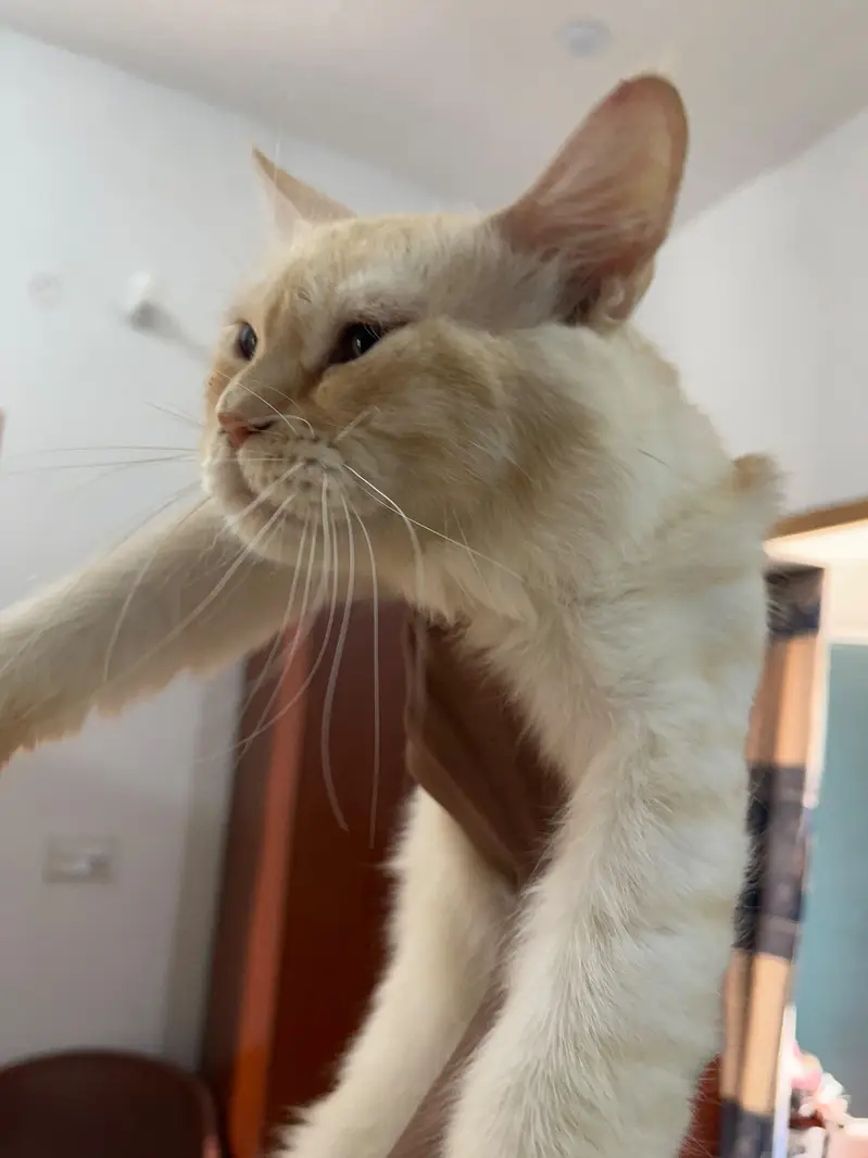 ginger white Persian cat for sale — photo 5
