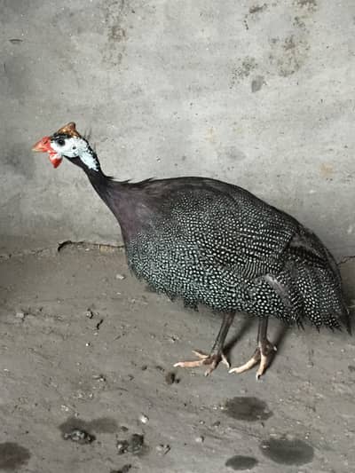 white Guinea fows (Chakor) + Turkey (Peru)