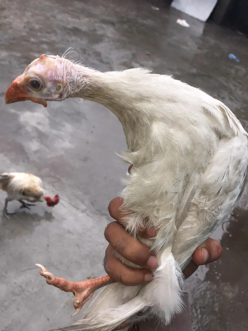 white Guinea fows (Chakor) + Turkey (Peru) — photo 2