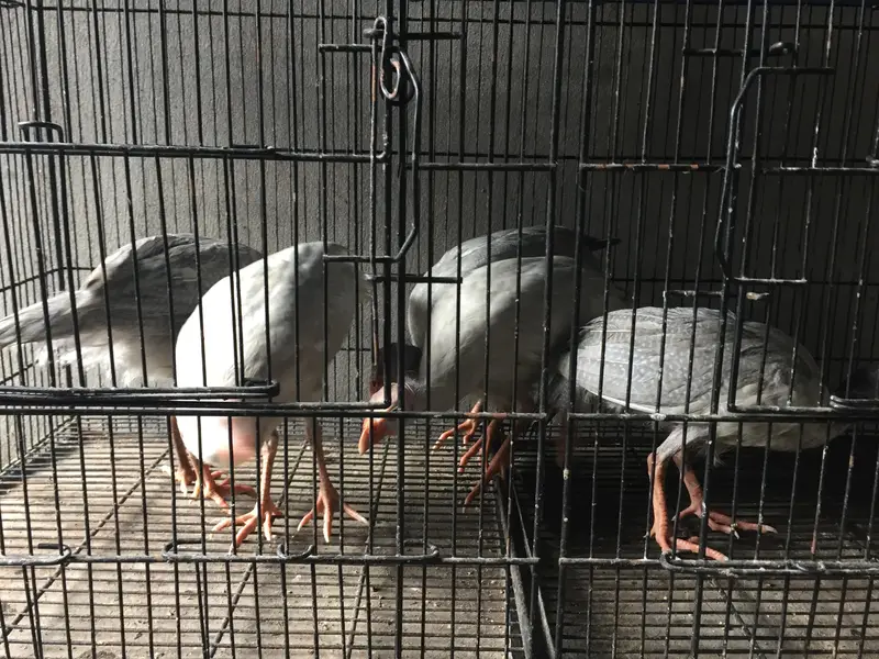 white Guinea fows (Chakor) + Turkey (Peru) — photo 3