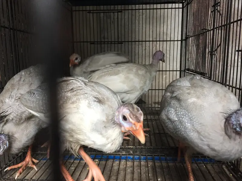 white Guinea fows (Chakor) + Turkey (Peru) — photo 4