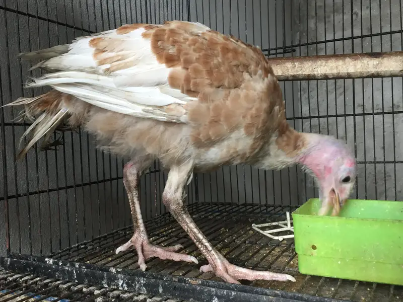 white Guinea fows (Chakor) + Turkey (Peru) — photo 5