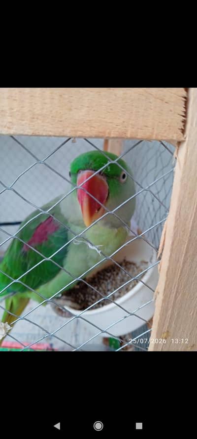 0332/333/7978parrot