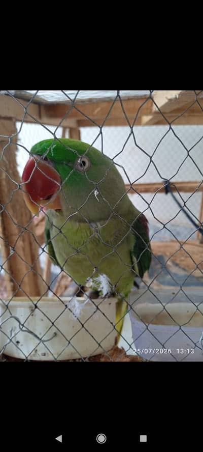 0332/333/7978parrot