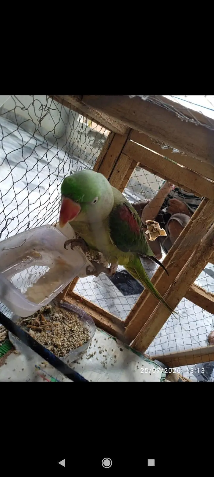0332/333/7978parrot — photo 3