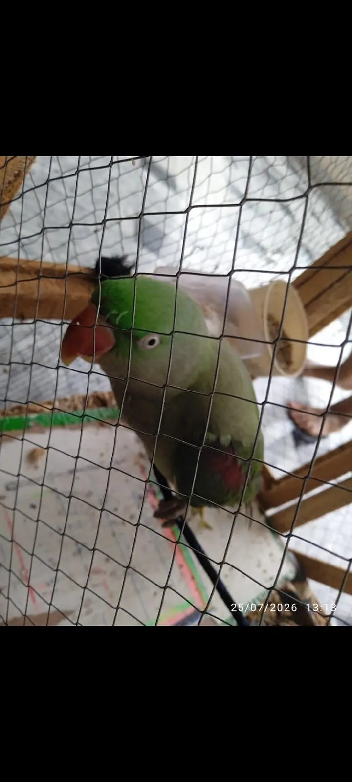 0332/333/7978parrot — photo 5