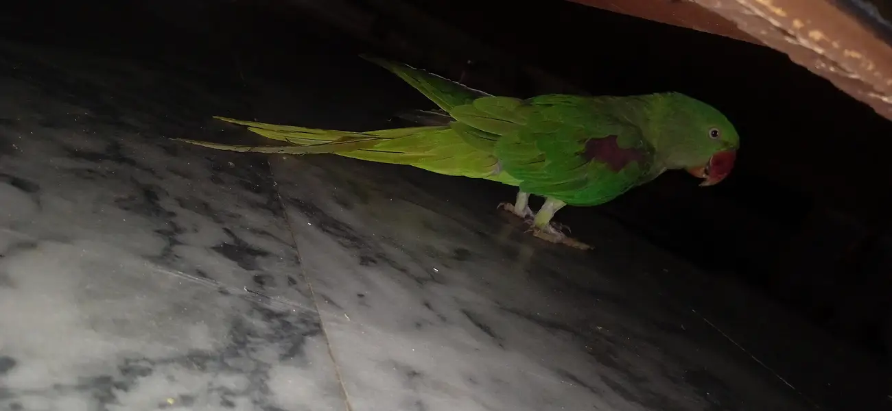 0332/333/7978parrot — photo 6