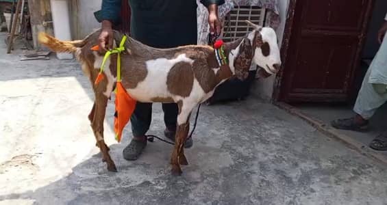 Bakri for sale  03266451764