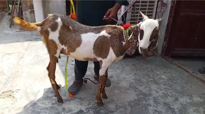 Bakri for sale  03266451764 — photo 2
