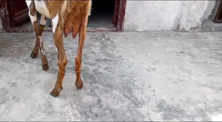 Bakri for sale  03266451764 — photo 3