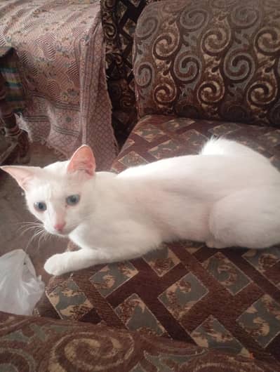 parsion cat