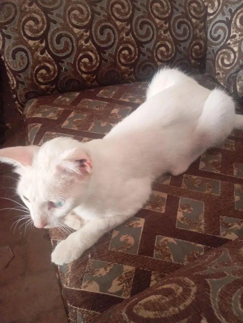 parsion cat — photo 2
