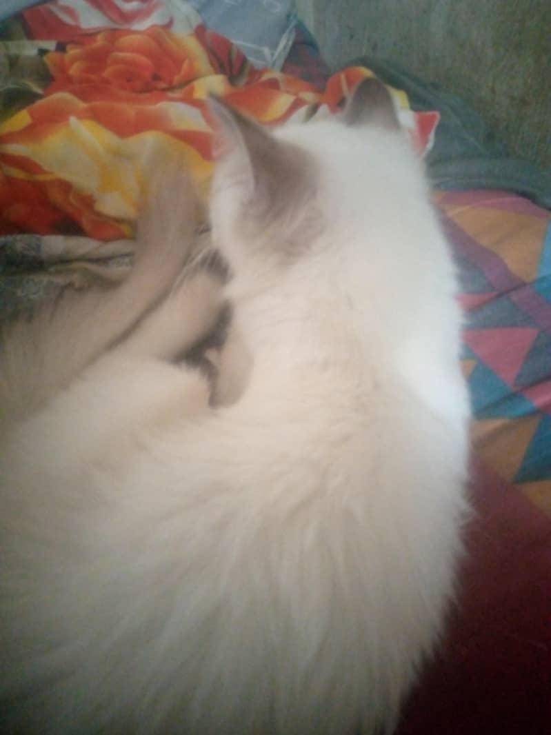 Russian cat 0