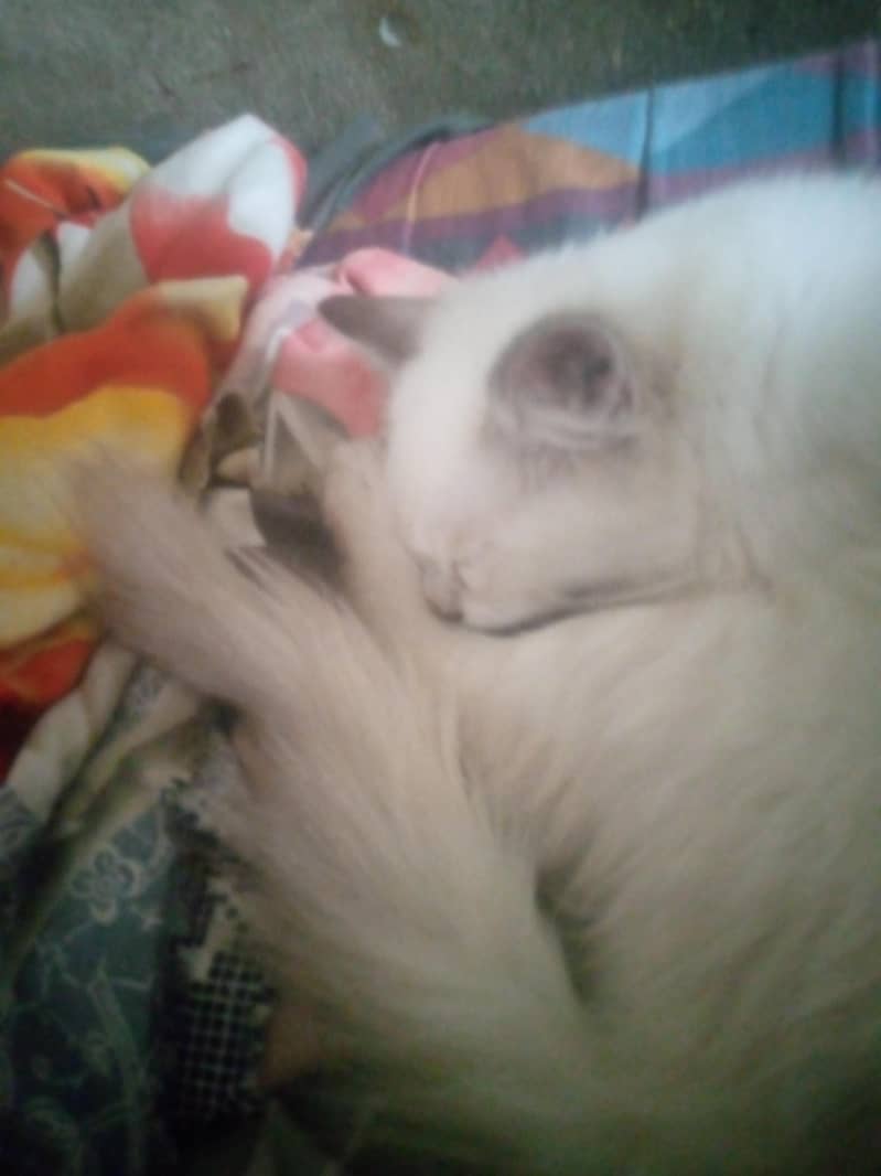 Russian cat 1