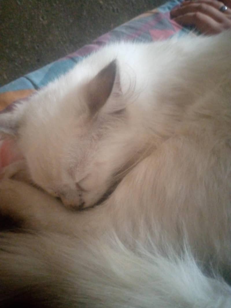Russian cat 2