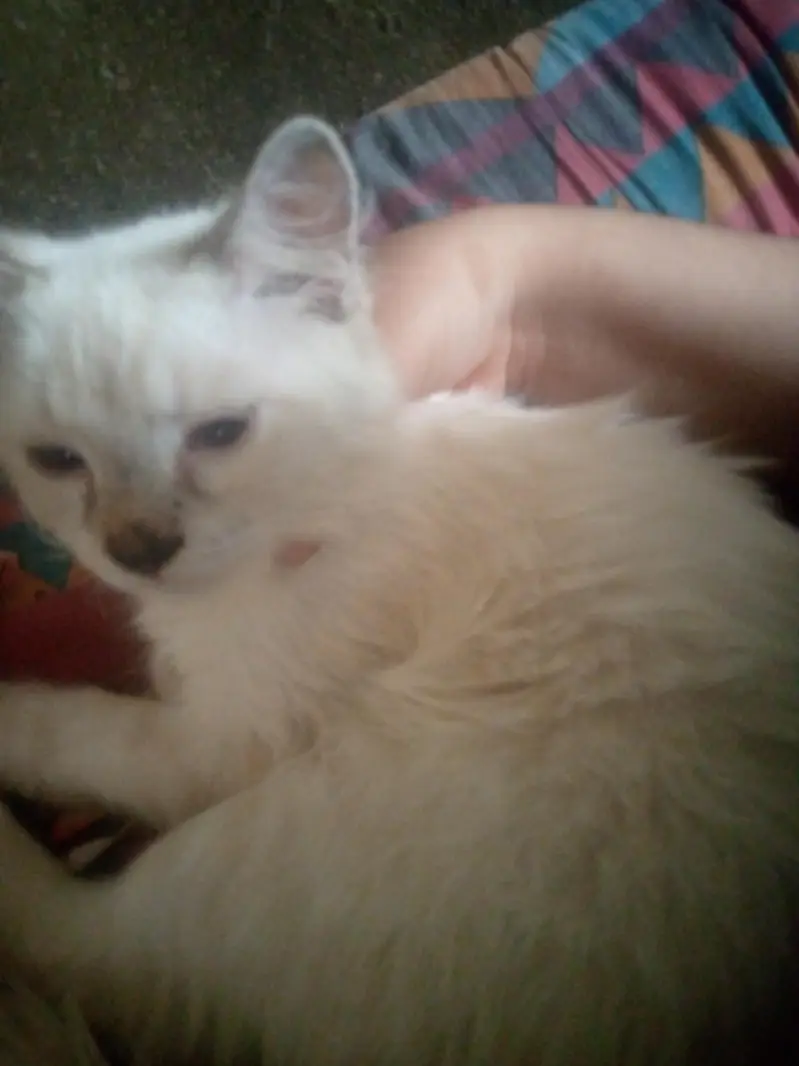Russian cat — photo 4