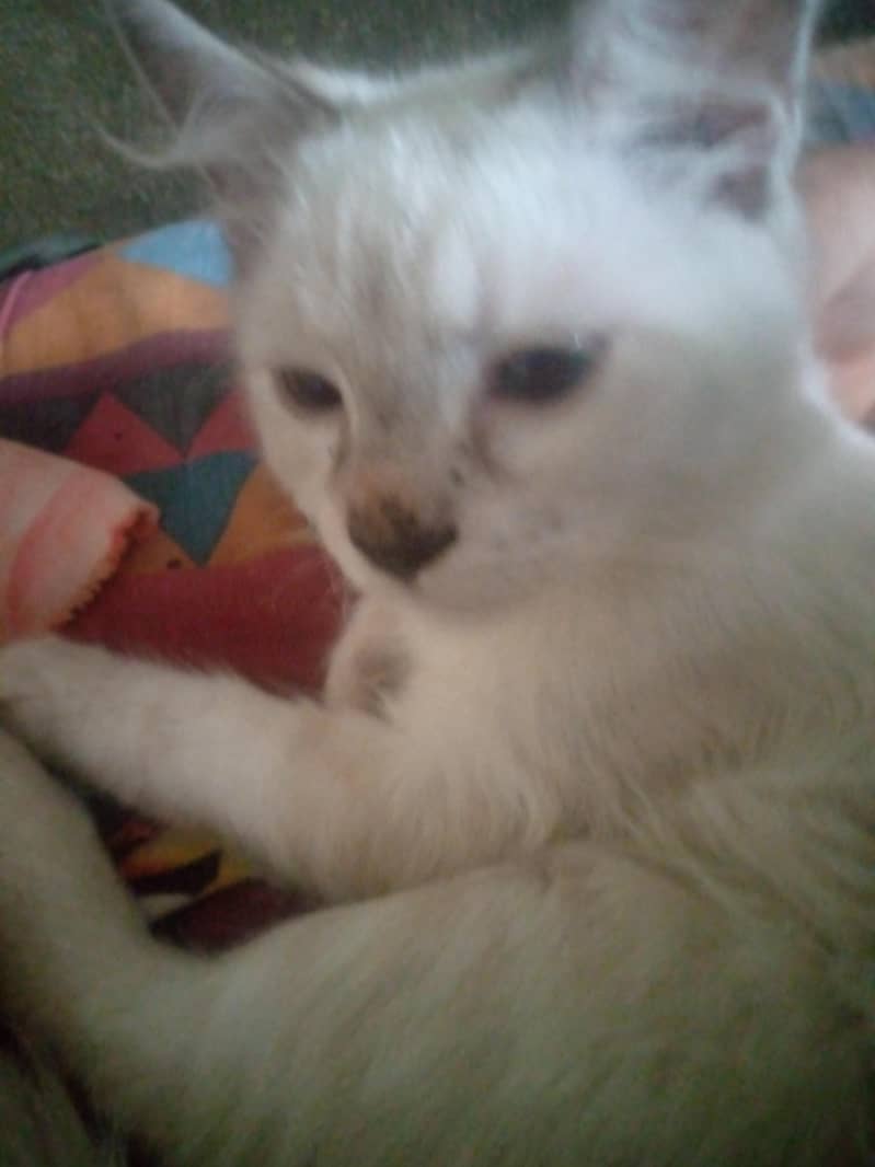 Russian cat 4