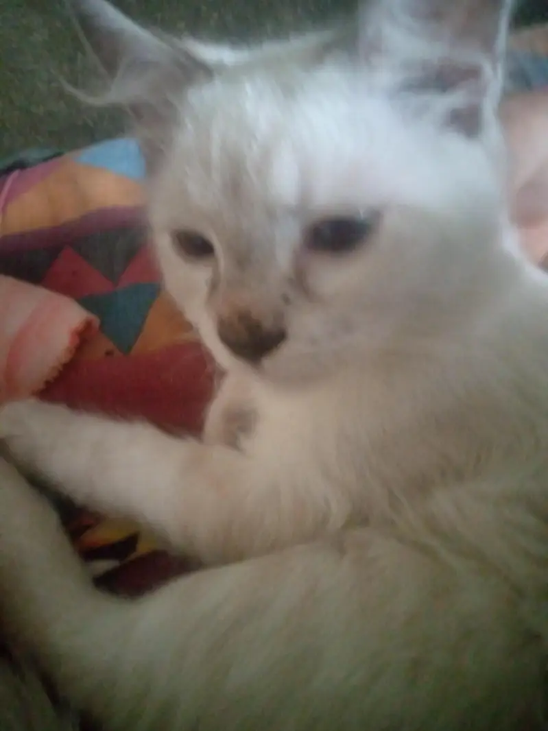 Russian cat — photo 5