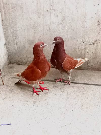 pair for sale