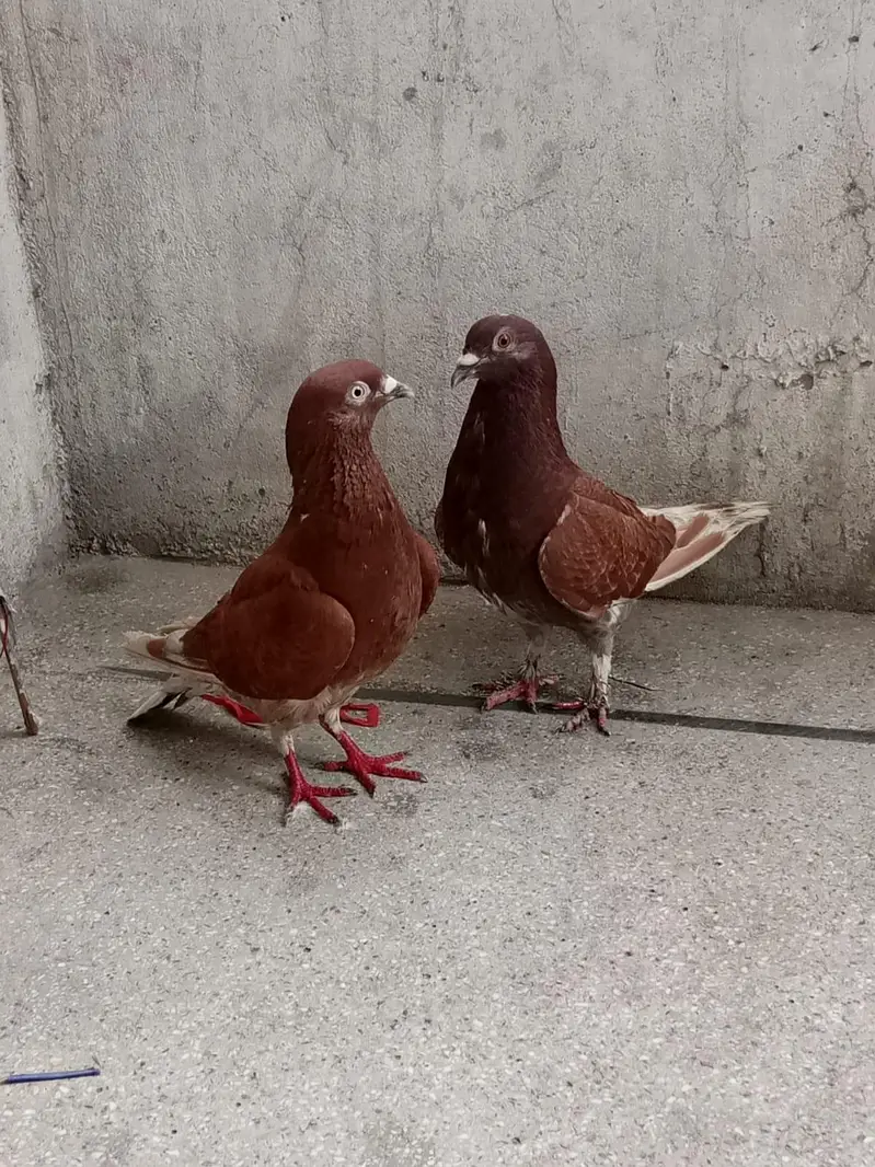 pair for sale — photo 3