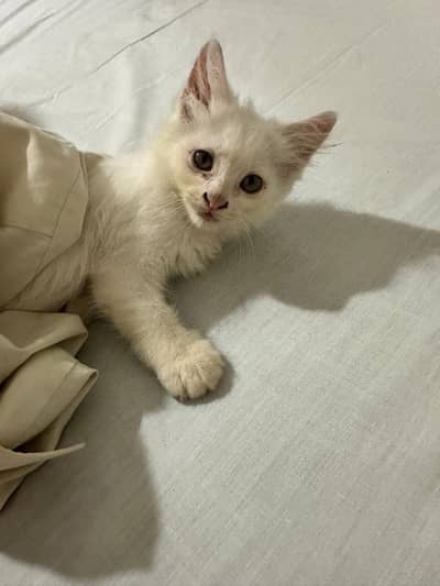 Persian cat home bread