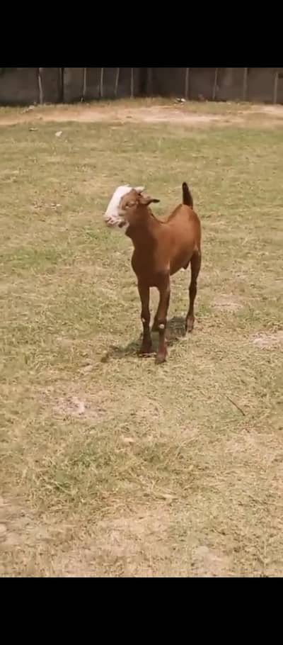 Teddy tapre mashallah se naya Mal bhi a Gaya