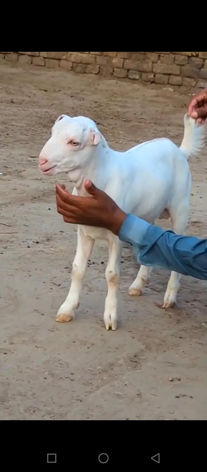 Teddy tapre mashallah se naya Mal bhi a Gaya — photo 4