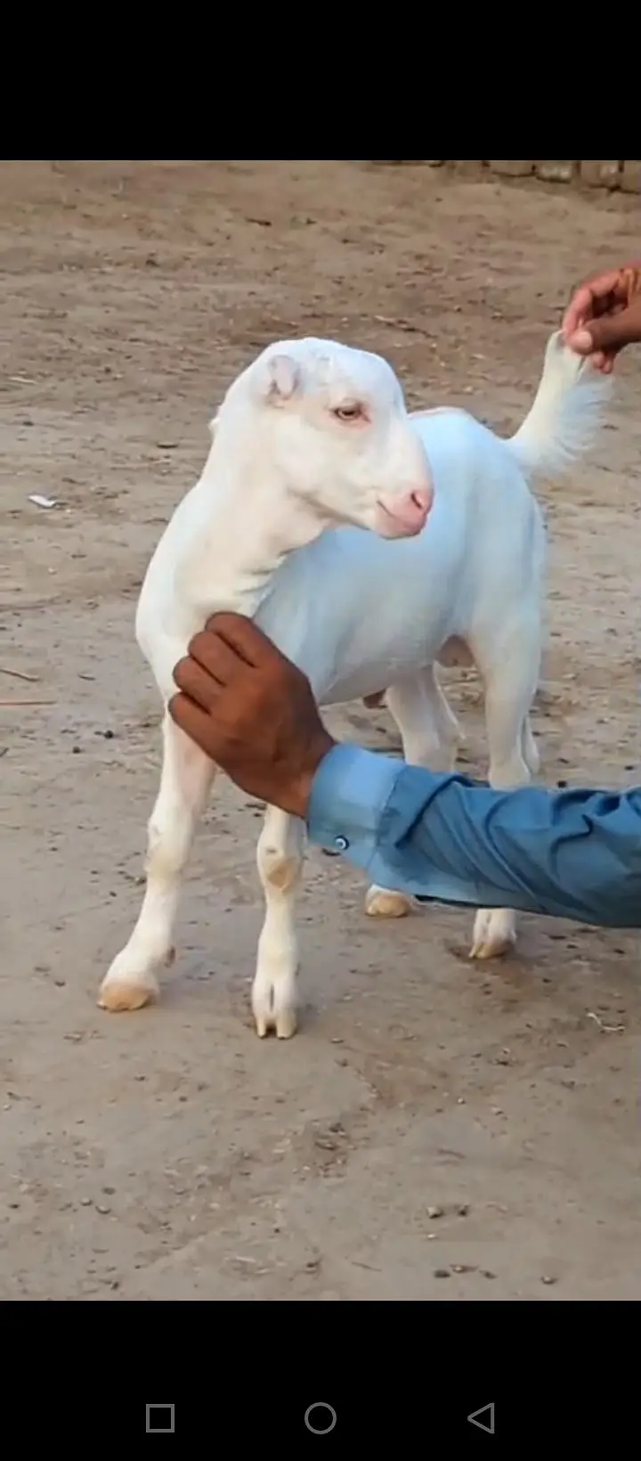 Teddy tapre mashallah se naya Mal bhi a Gaya — photo 5