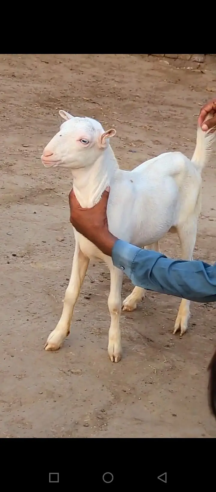 Teddy tapre mashallah se naya Mal bhi a Gaya — photo 6