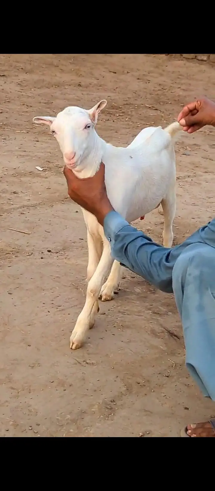 Teddy tapre mashallah se naya Mal bhi a Gaya — photo 7