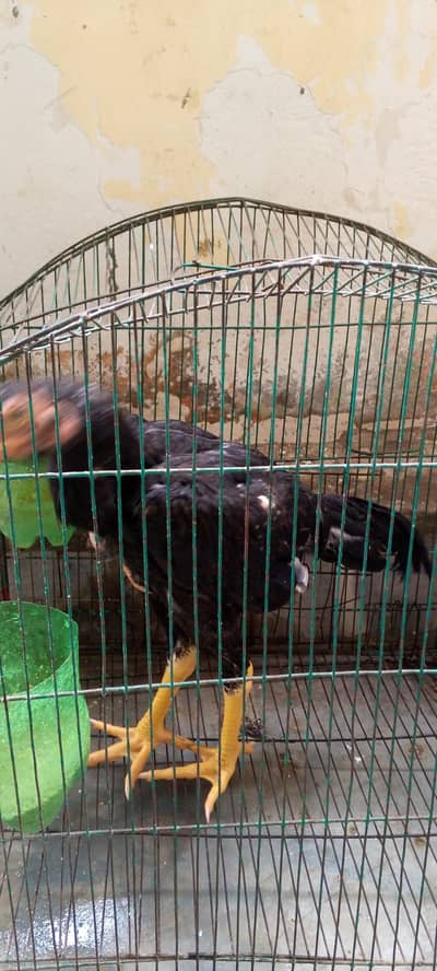 black shamo pair