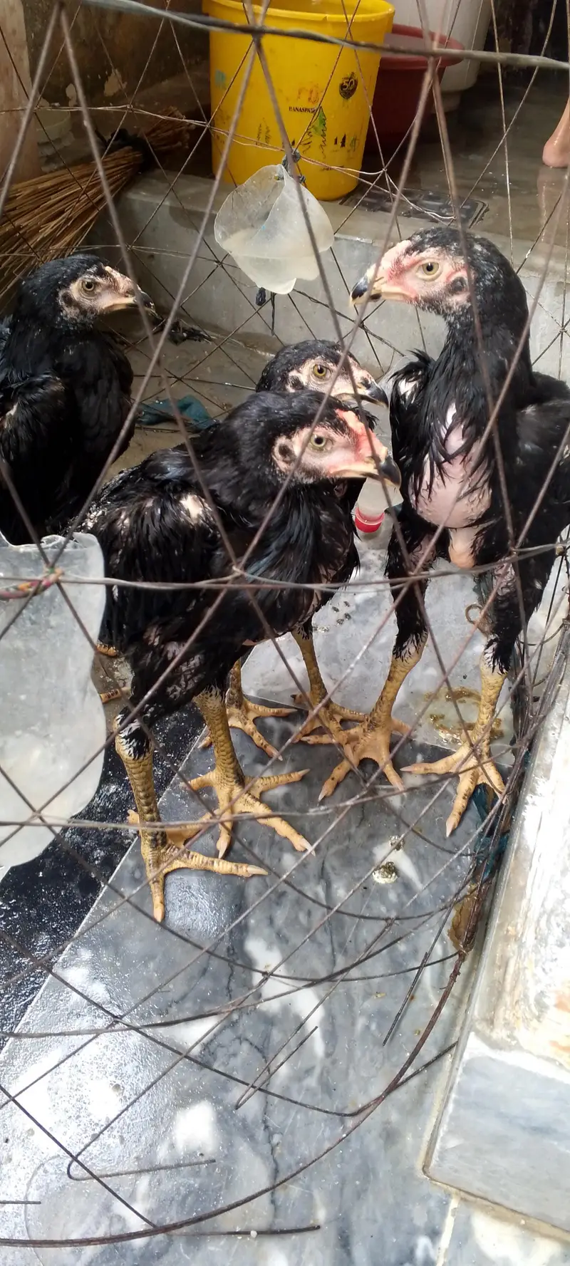 black shamo pair — photo 2