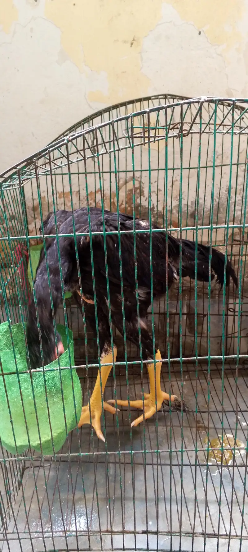 black shamo pair — photo 3
