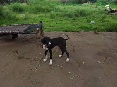 Bully Dog