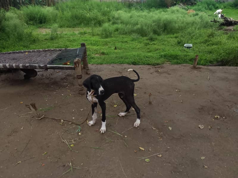 Bully Dog 0
