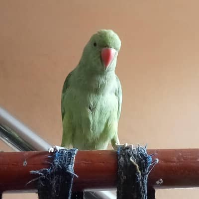 female parrot