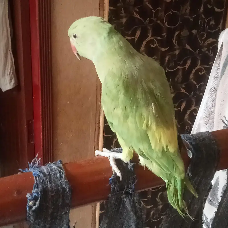 female parrot — photo 2