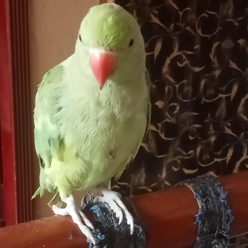 female parrot — photo 3