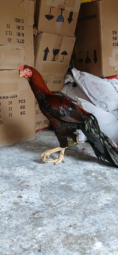 loan tail paroot beak aseel